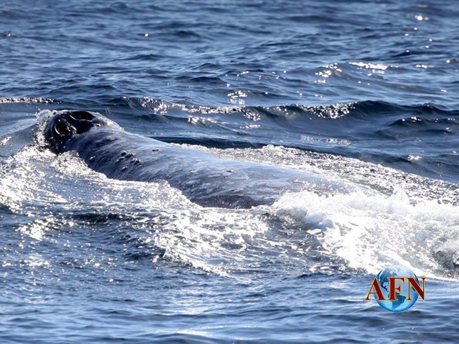 Las ballenas grises están en Ensenada