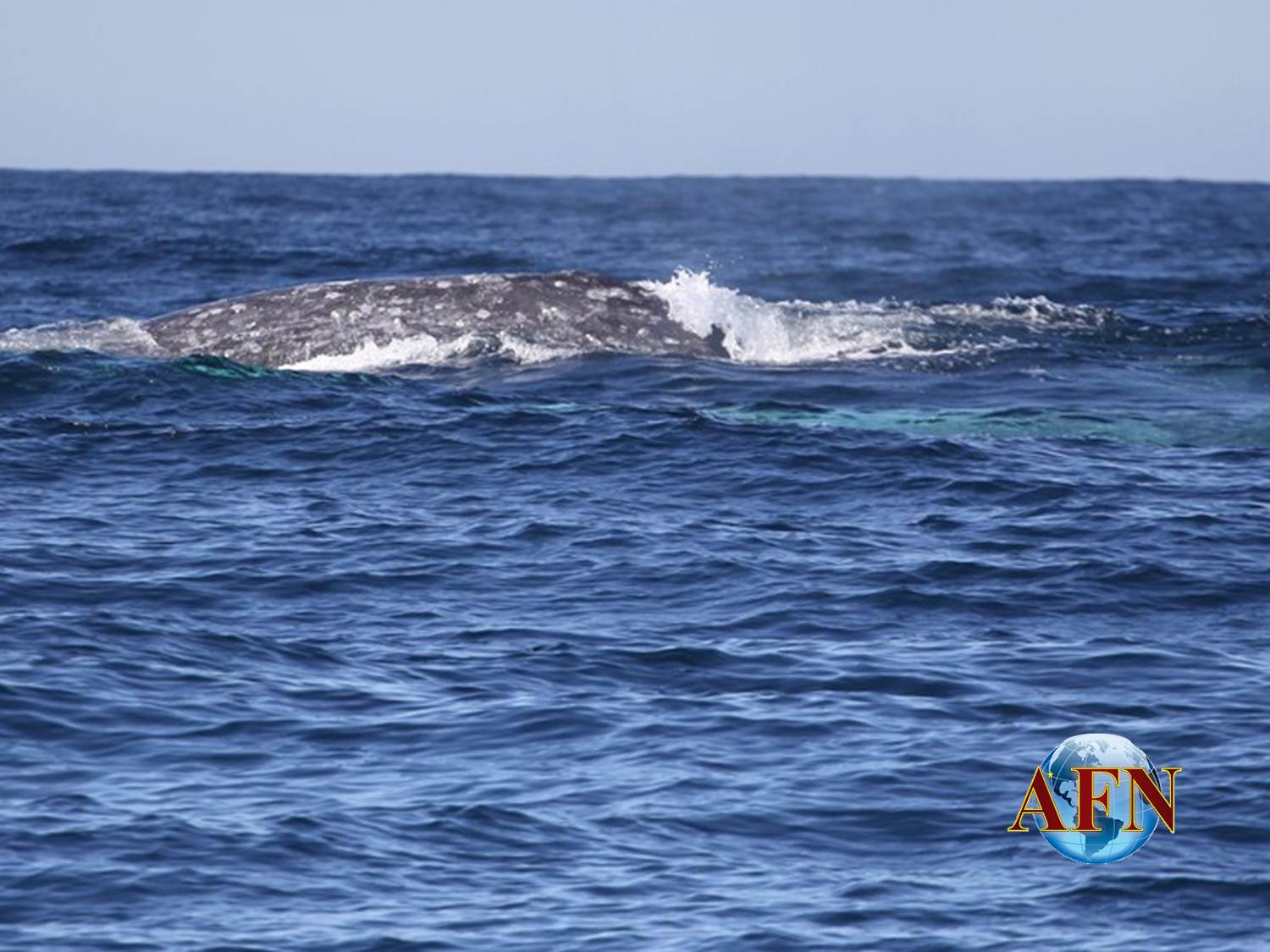 Las ballenas grises están en Ensenada