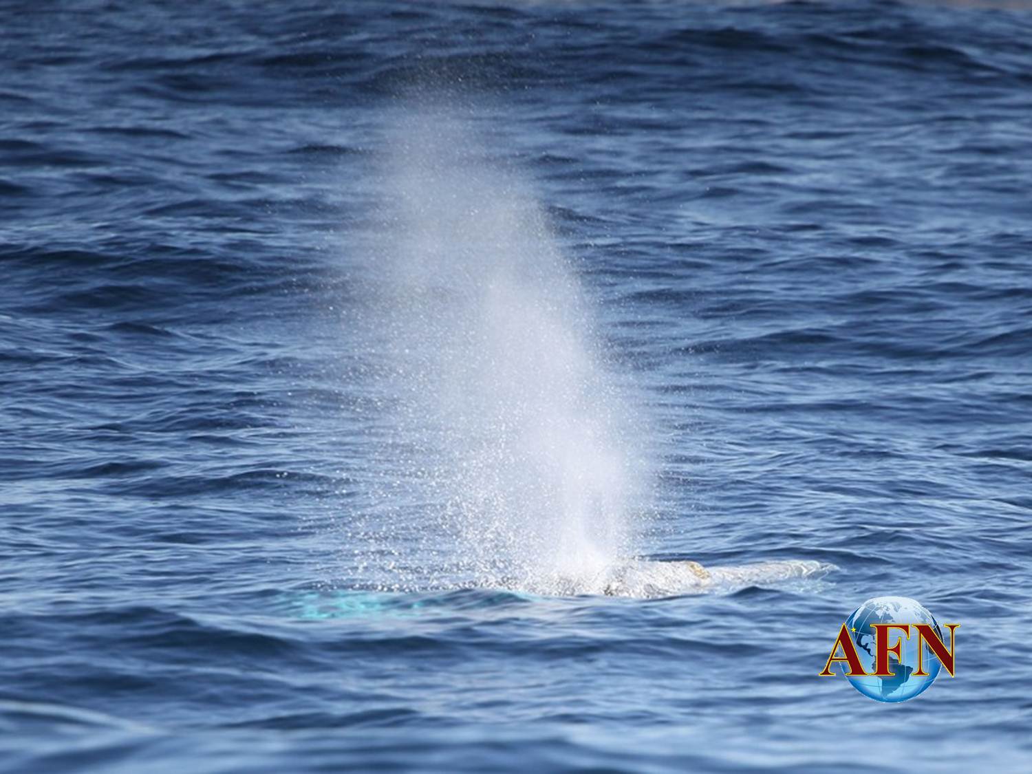 Las ballenas grises están en Ensenada