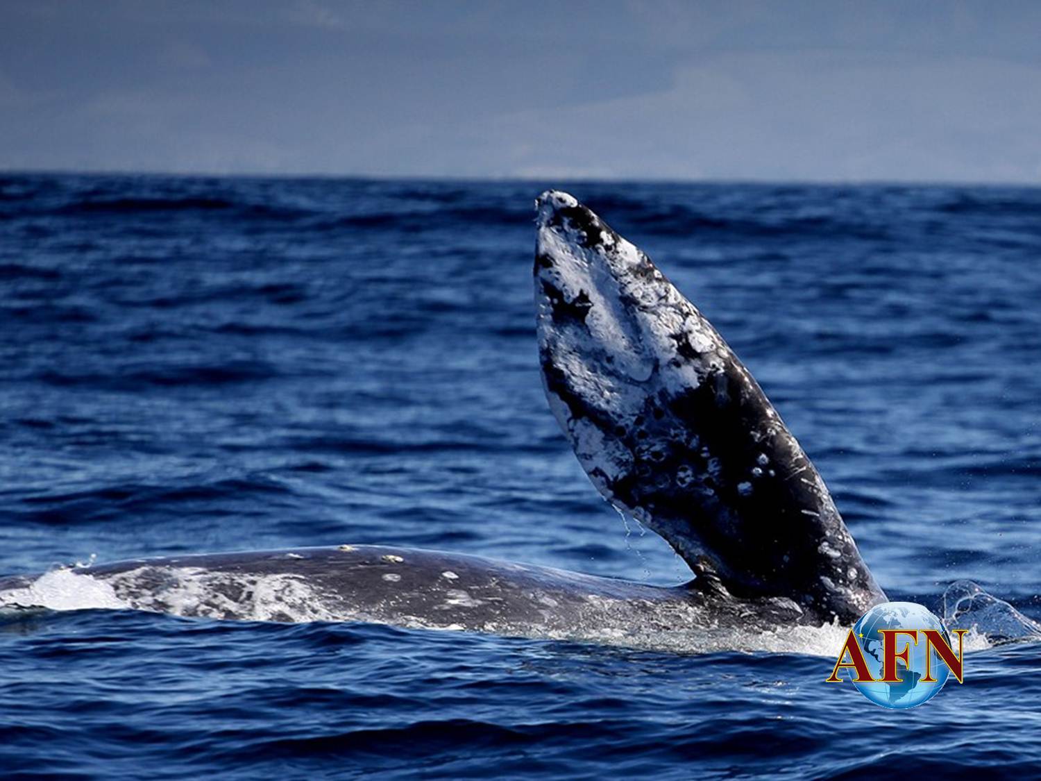 Las ballenas grises están en Ensenada