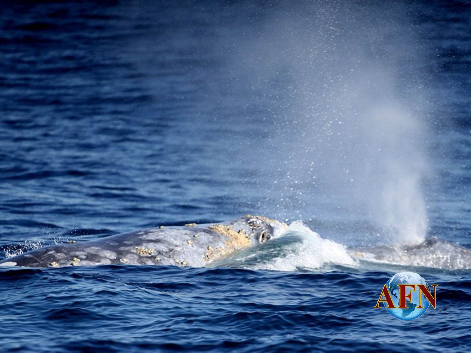Las ballenas grises están en Ensenada