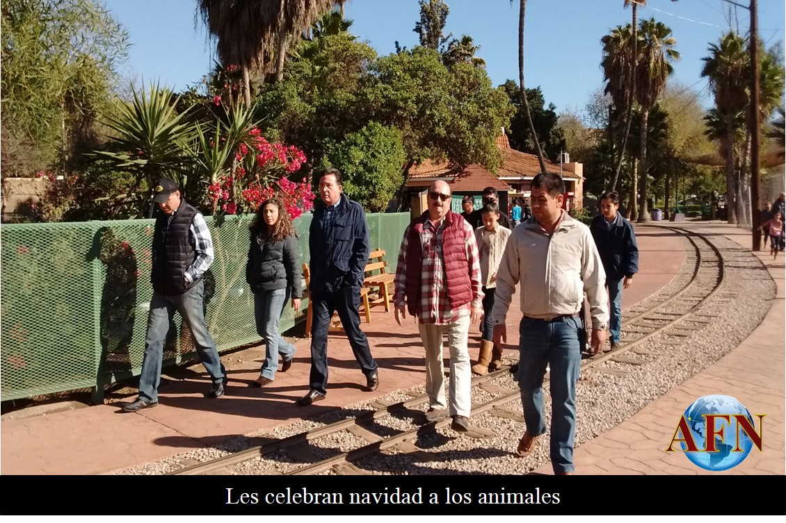 Les celebran navidad a los animales