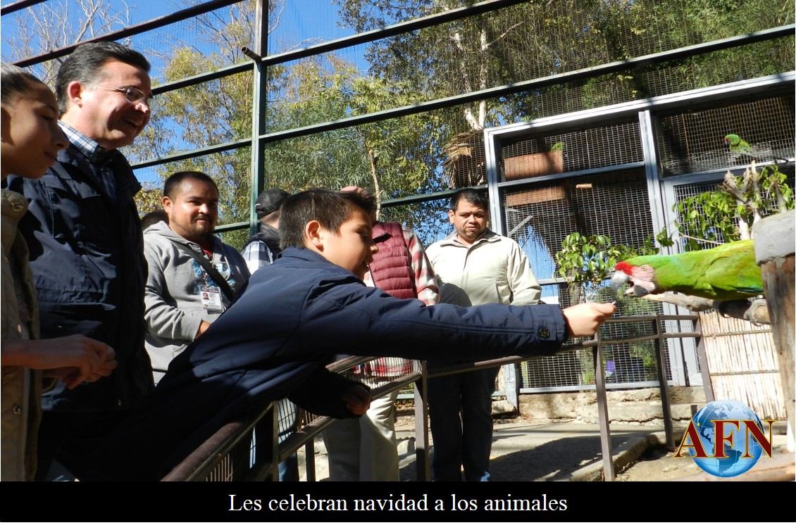 Les celebran navidad a los animales
