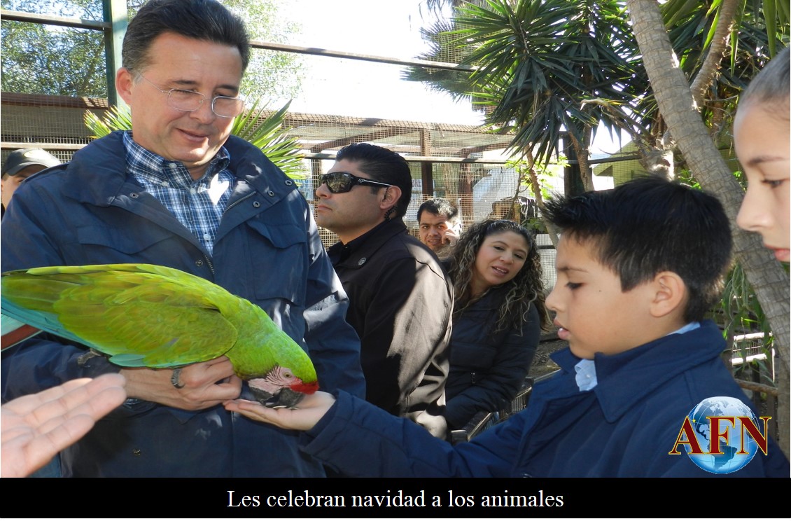 Les celebran navidad a los animales