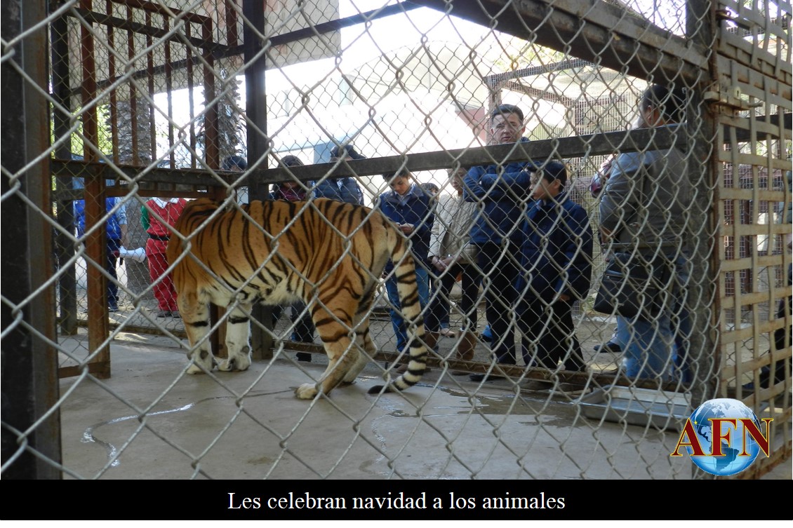 Les celebran navidad a los animales
