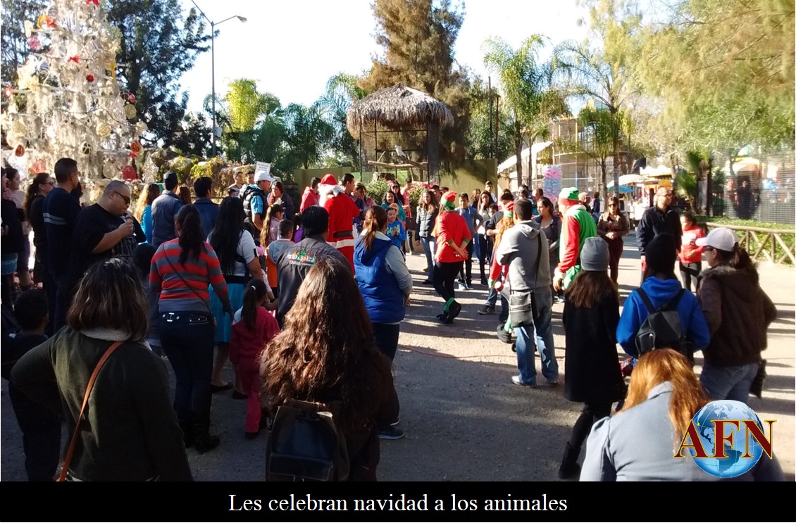 Les celebran navidad a los animales