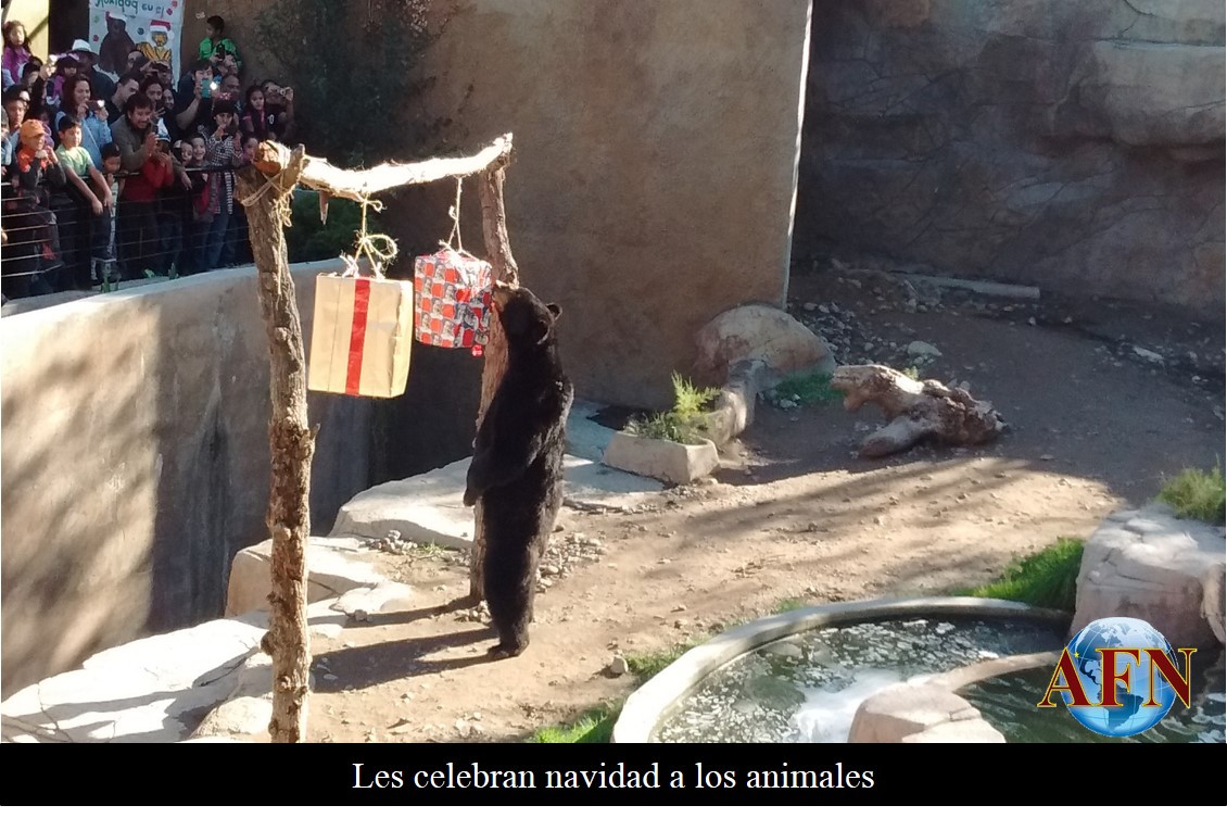 Les celebran navidad a los animales