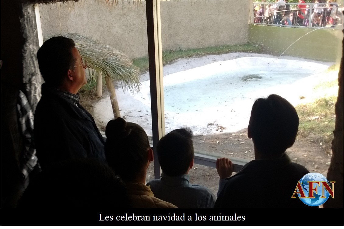 Les celebran navidad a los animales