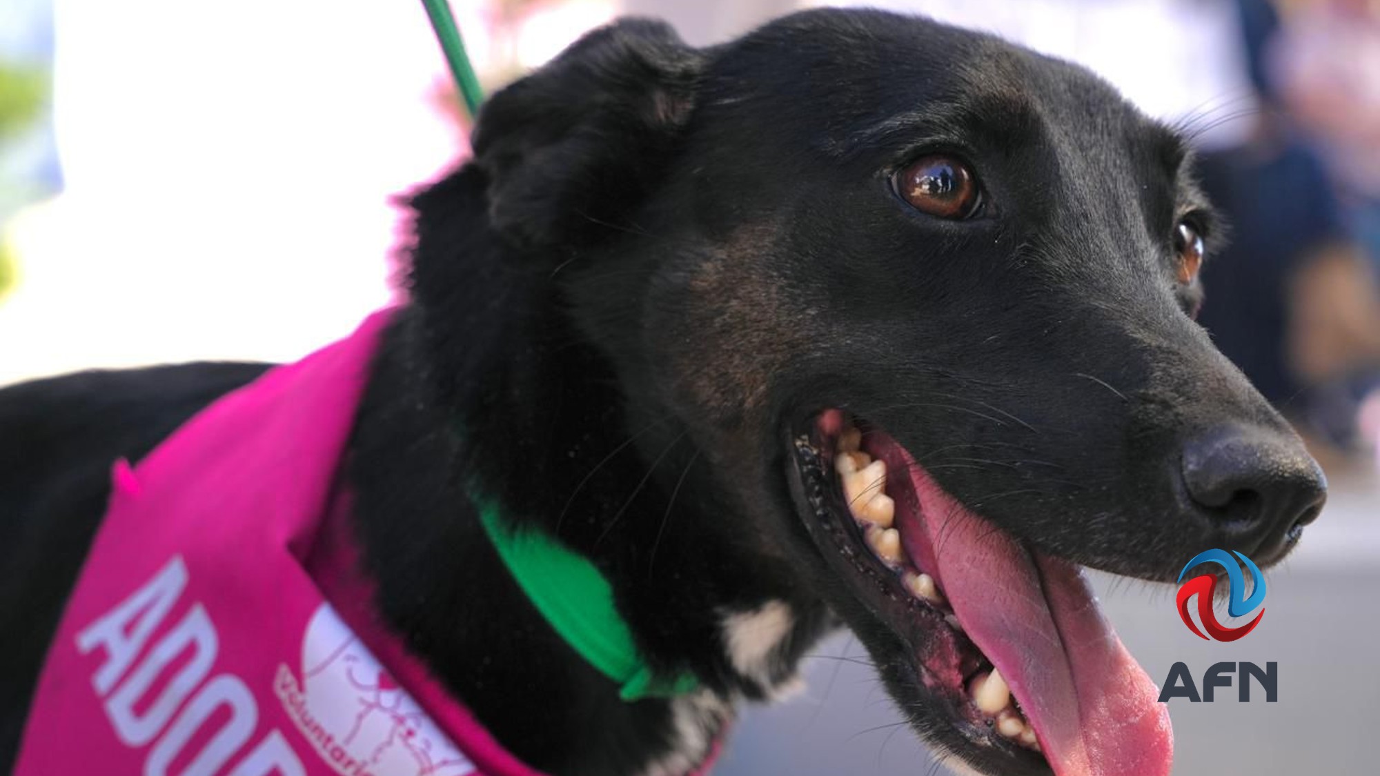 Segundo aniversario del santuario Mily, alberga más de 200 animales 