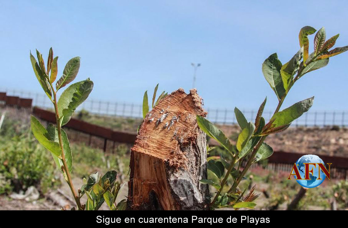 Sigue en cuarentena Parque de Playas