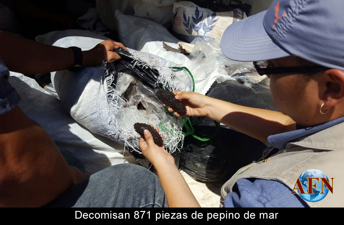 Decomisan 871 piezas de pepino de mar