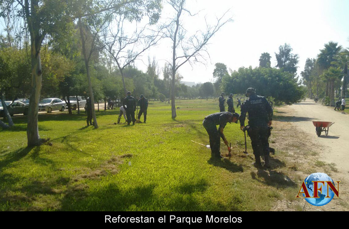 Reforestan el Parque Morelos