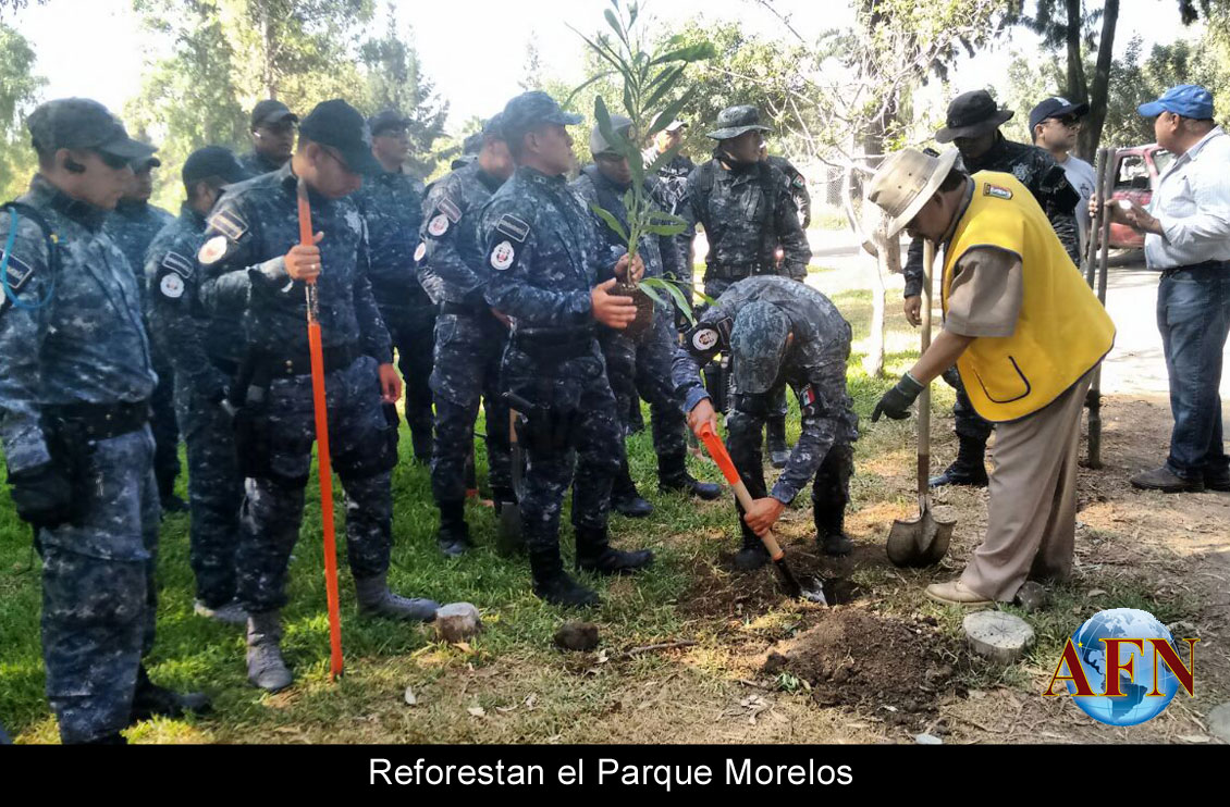 Reforestan el Parque Morelos
