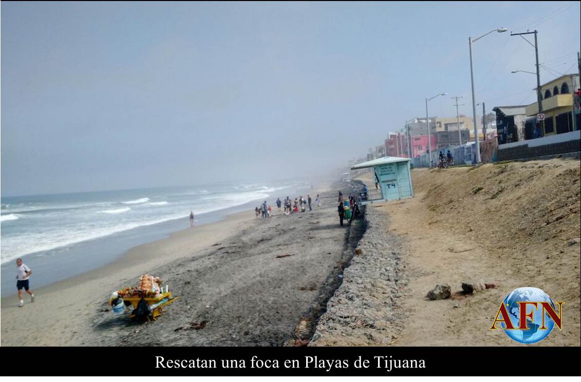 Rescatan una foca en Playas de Tijuana