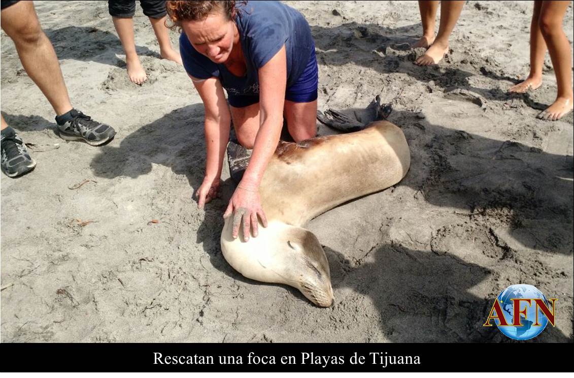Rescatan una foca en Playas de Tijuana