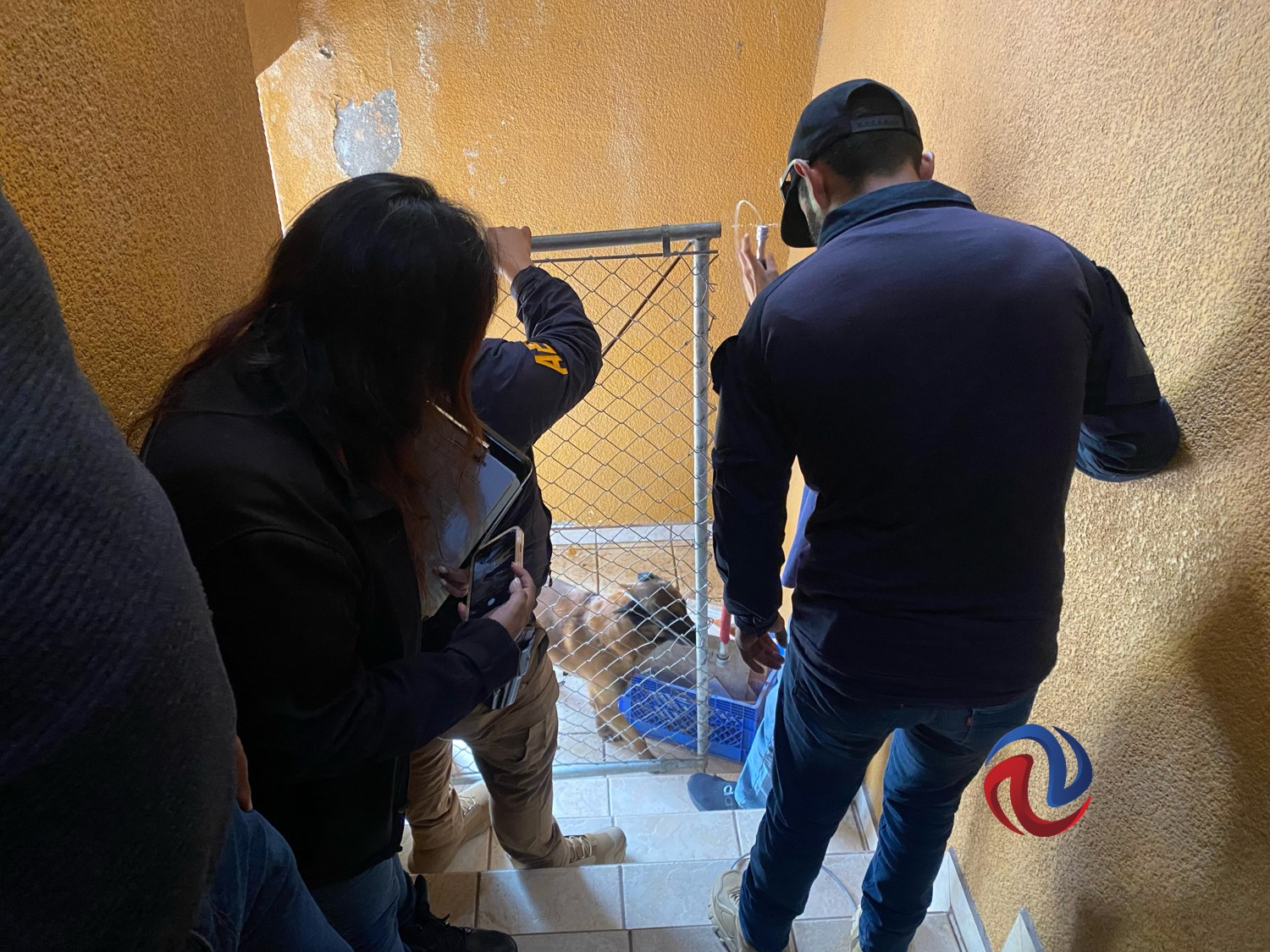 Fiscalía rescató a ocho perros que eran maltratados en vivienda de la colonia Obrera