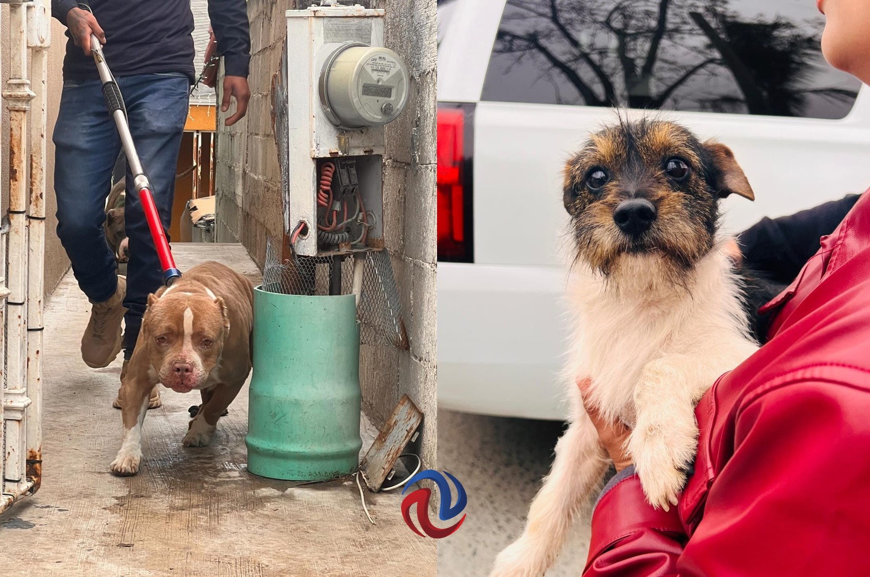 Fiscalía rescató a ocho perros que eran maltratados en vivienda de la colonia Obrera