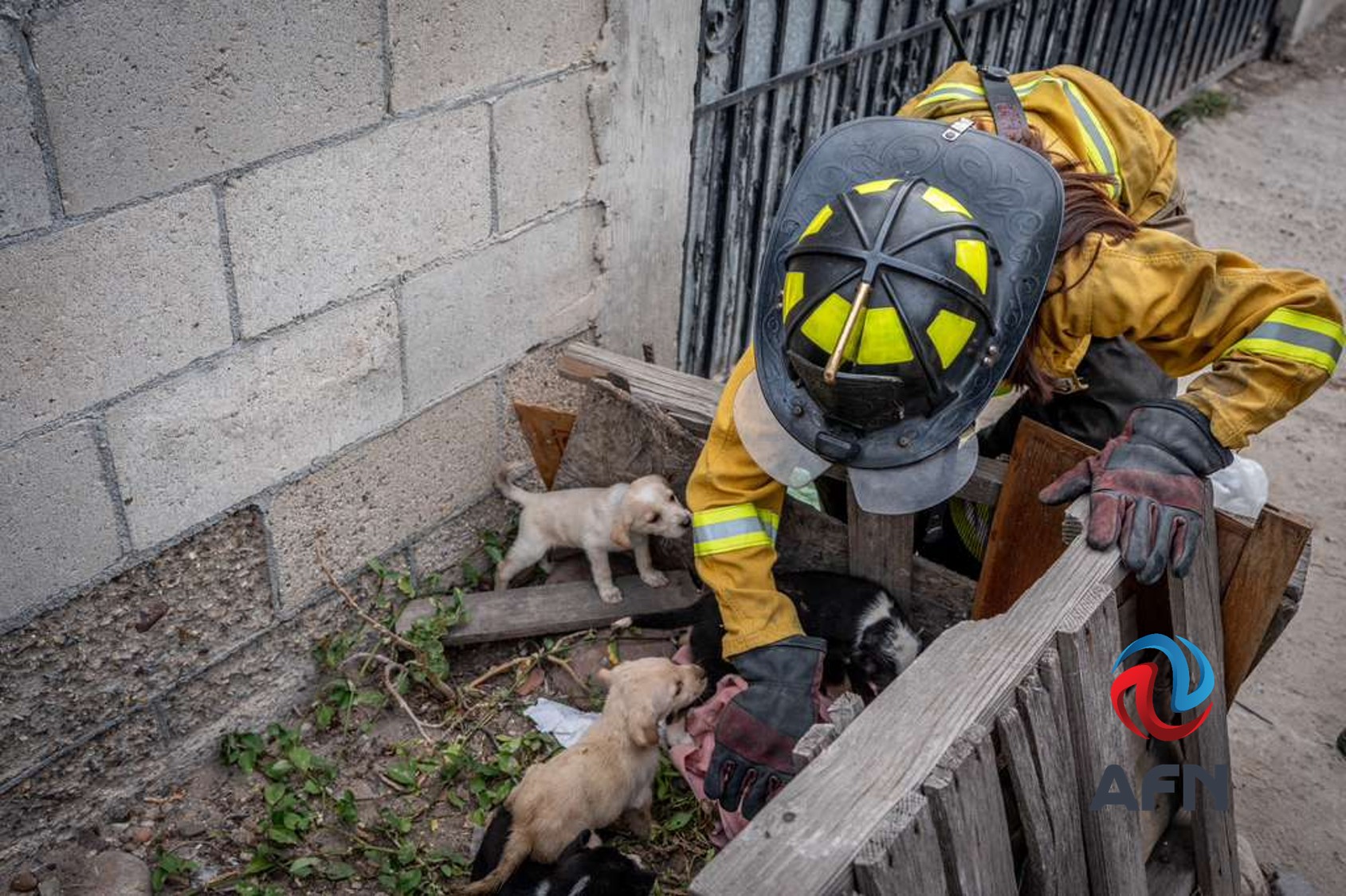 Rescatan a diez perros abandonados en canal del Cañón de la Pedrera