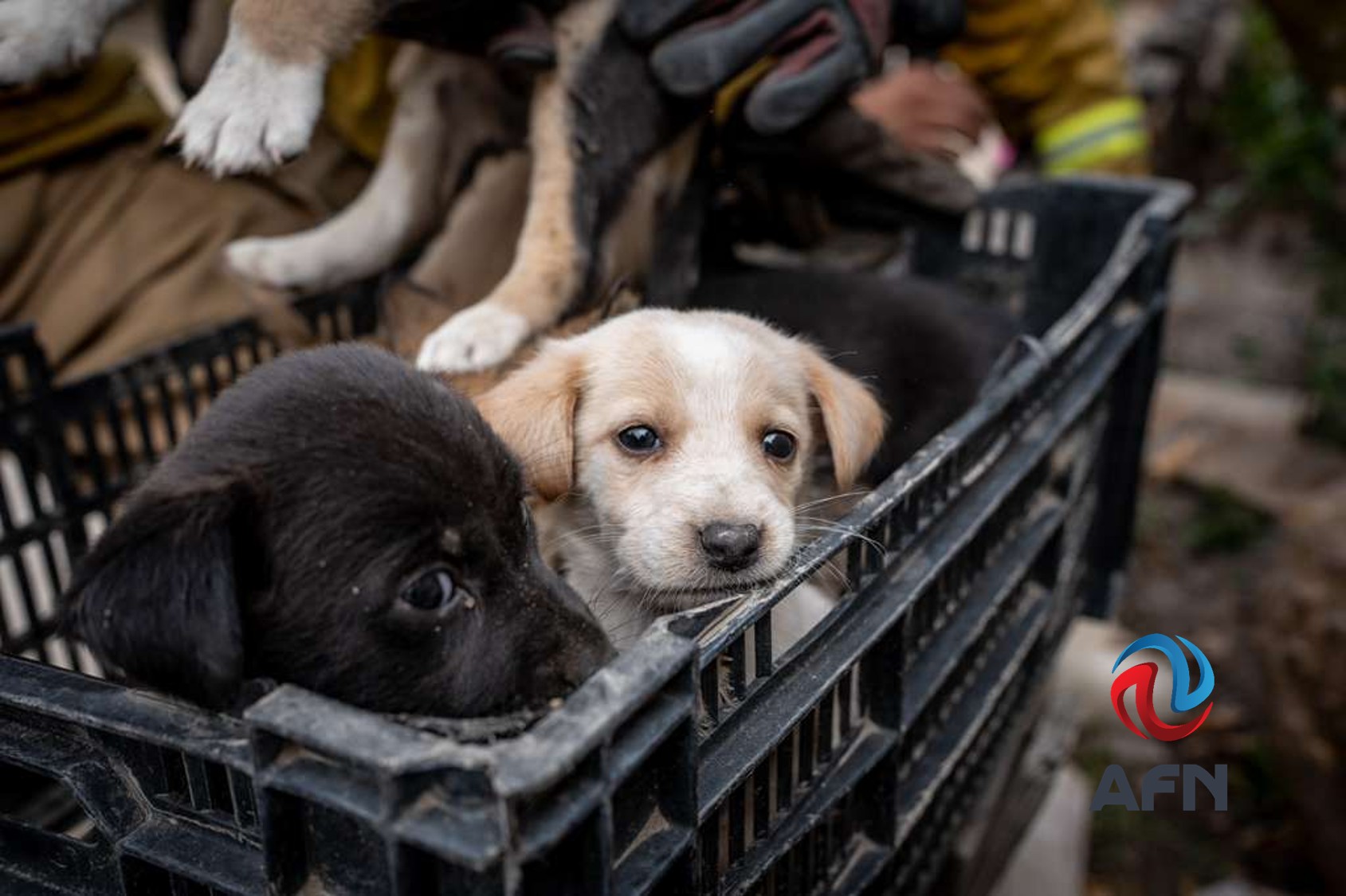 Rescatan a diez perros abandonados en canal del Cañón de la Pedrera