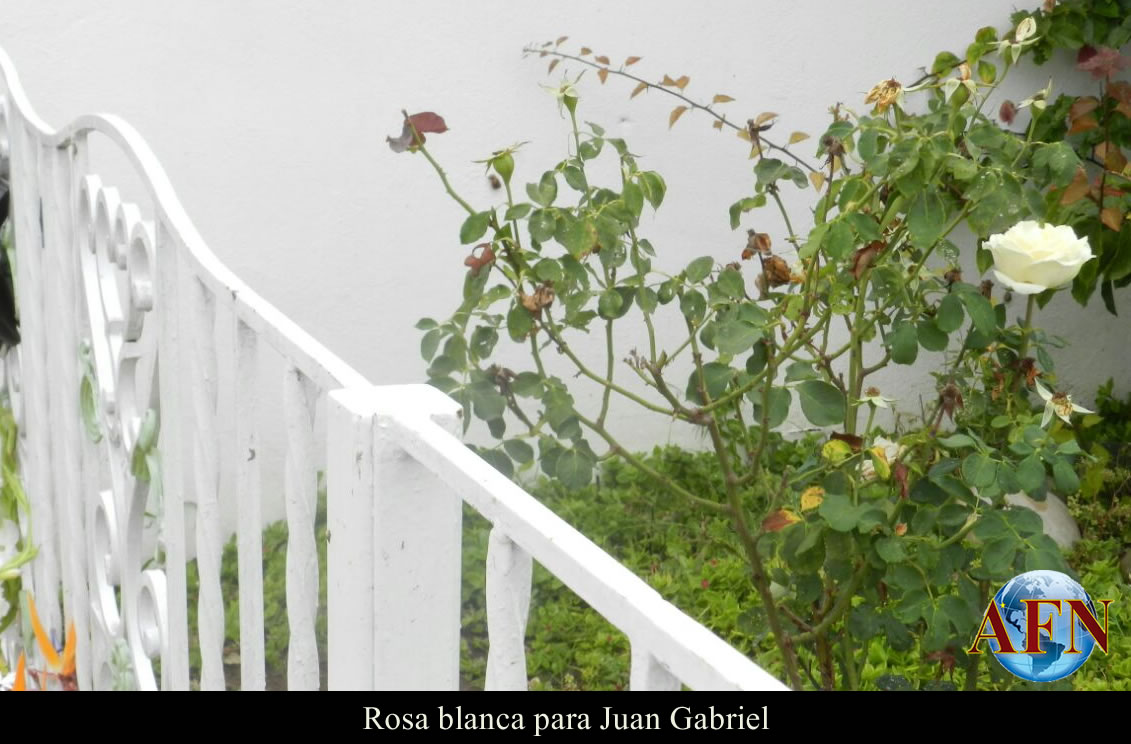 Rosa blanca para Juan Gabriel