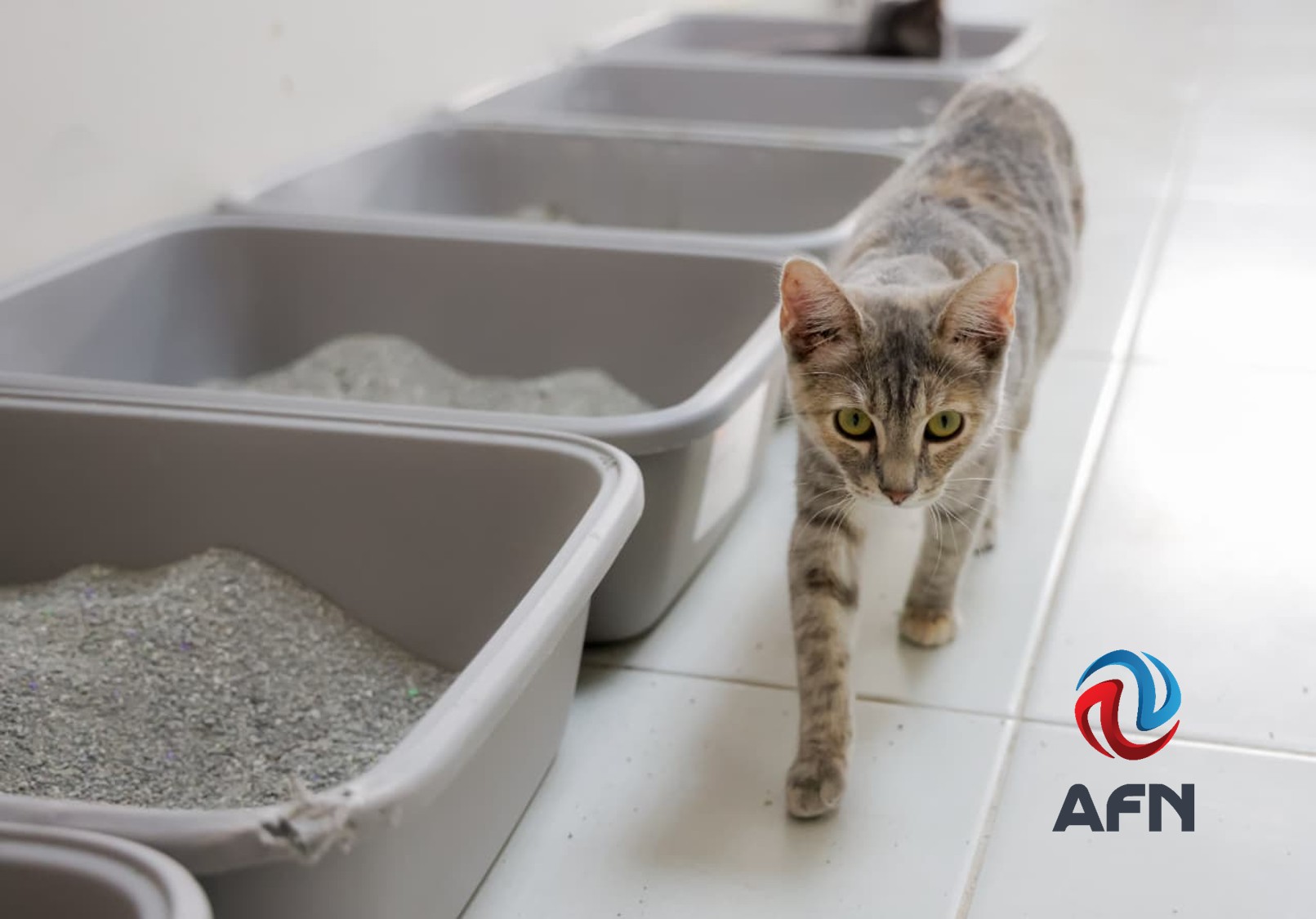 Santuario Animal Mily busca un hogar para 193 perros y 37 gatos