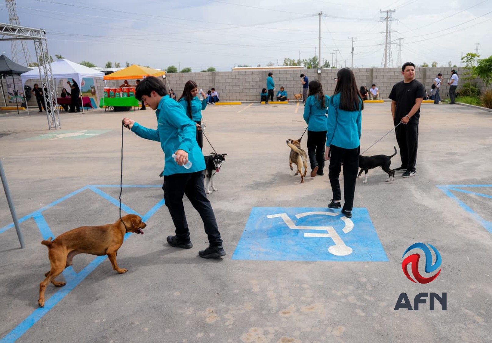 Santuario Animal Mily busca un hogar para 193 perros y 37 gatos