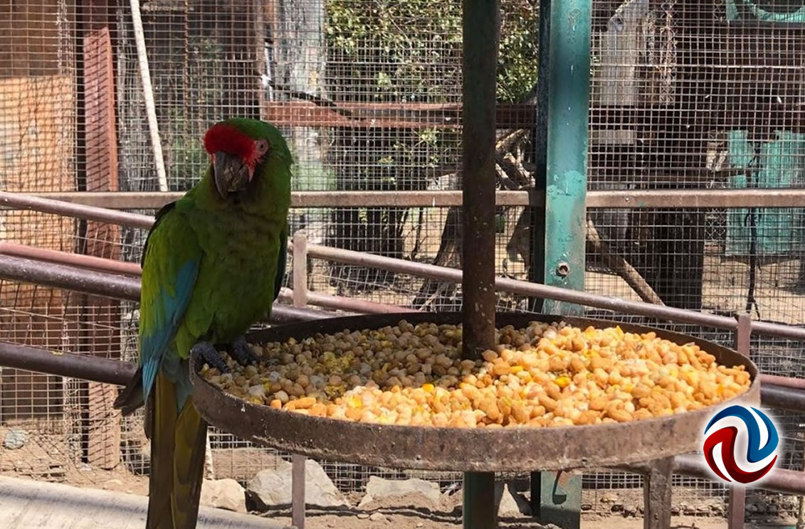 Mantienen en buen estado Zoológico de Simpatt