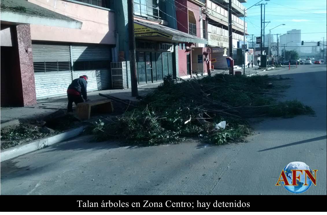 Talan árboles en Zona Centro; hay detenidos