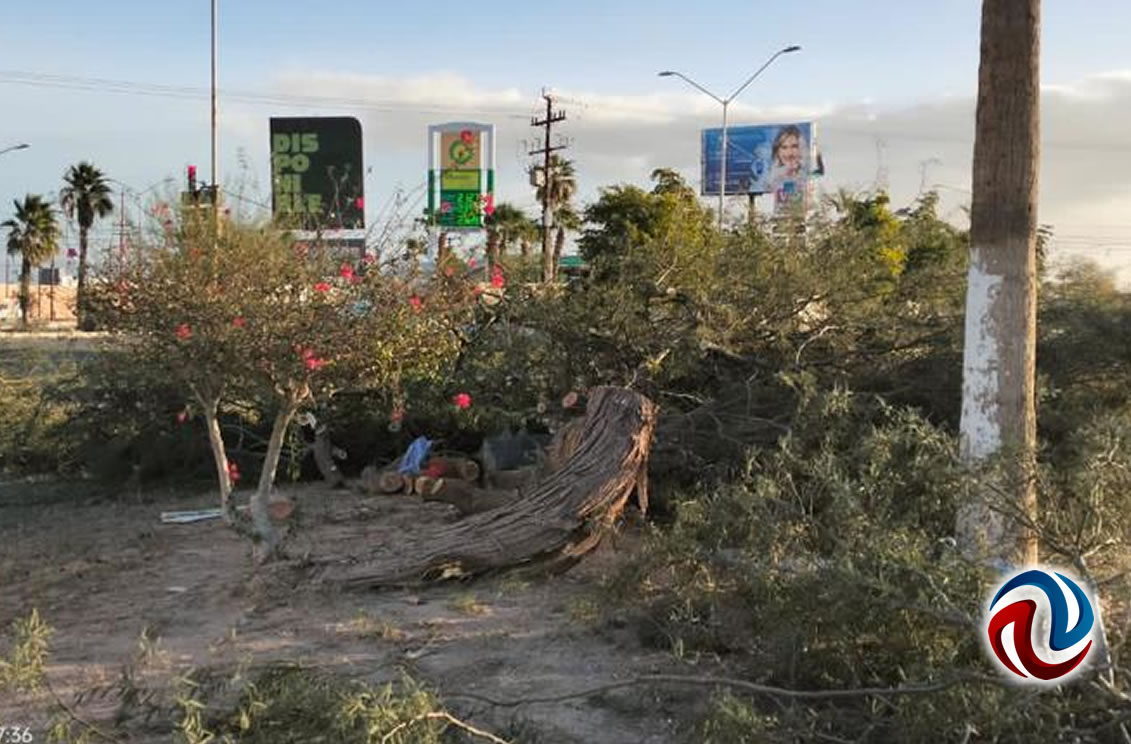 Fuertes vientos en Mexicali provocan caída de árboles y postes de luz