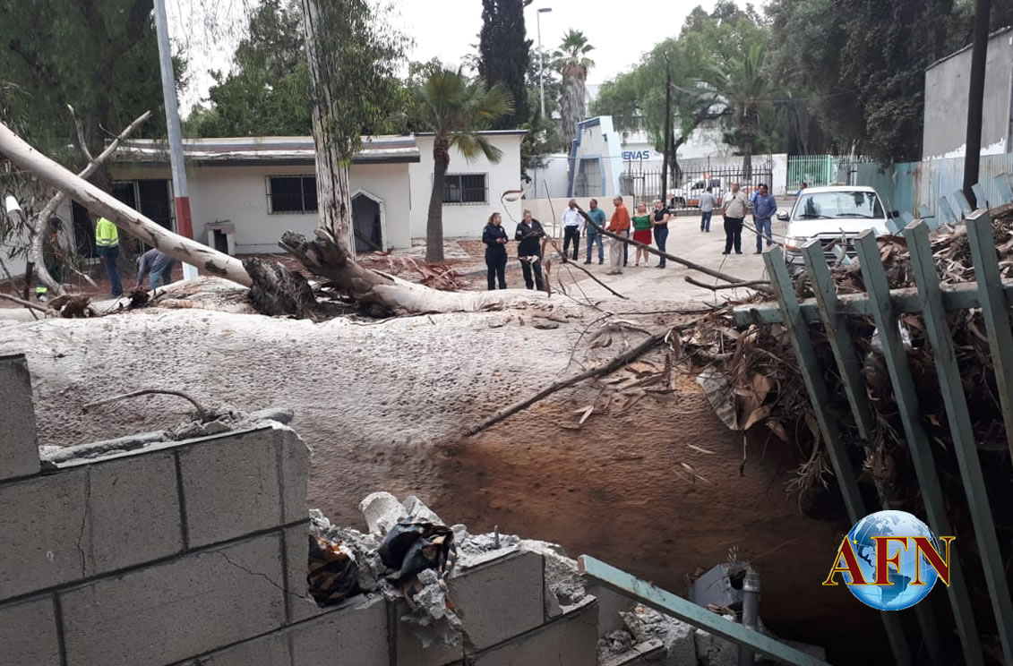 Cae enorme árbol en la prepa federal