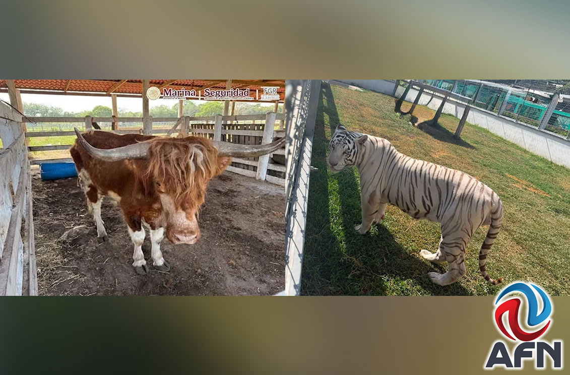 Catean 5 inmuebles y decomisan 135 animales exóticos en Tamaulipas