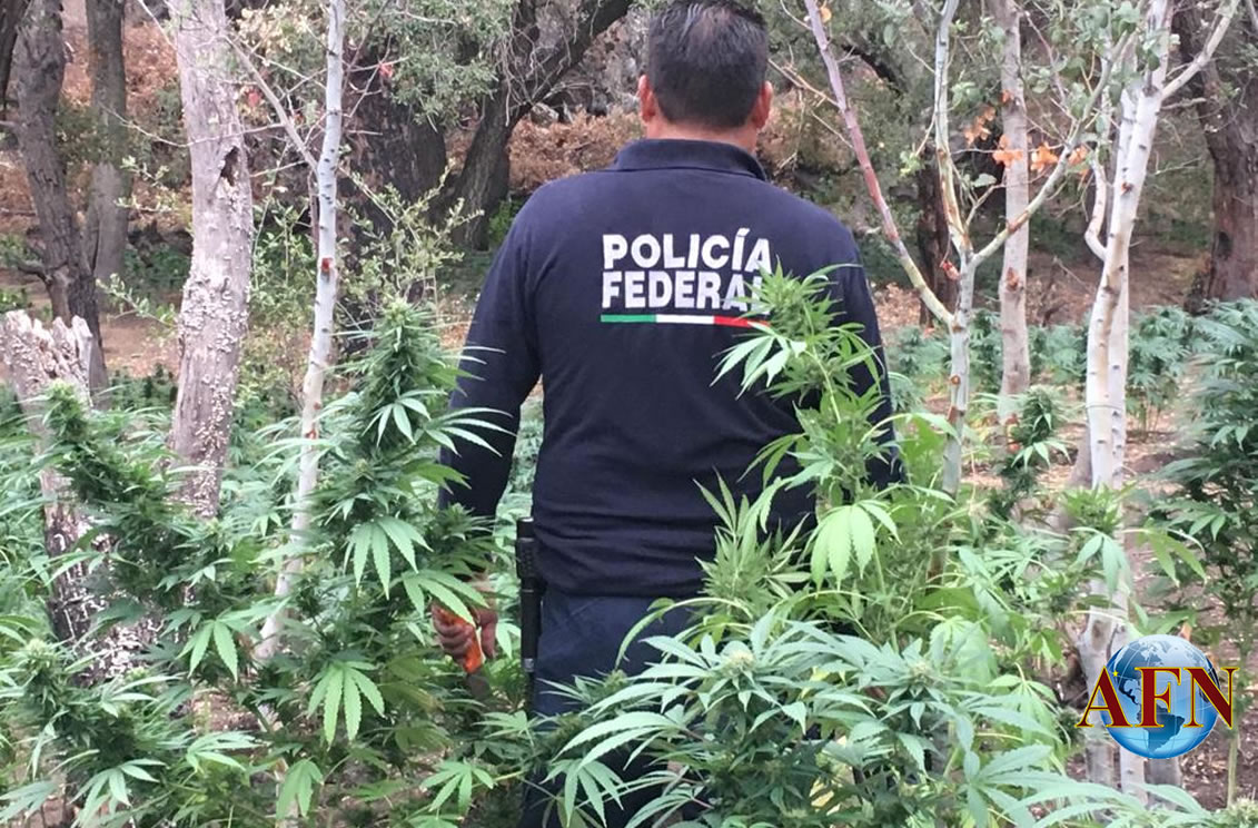 Policía Federal destruye narco plantío en Tecate