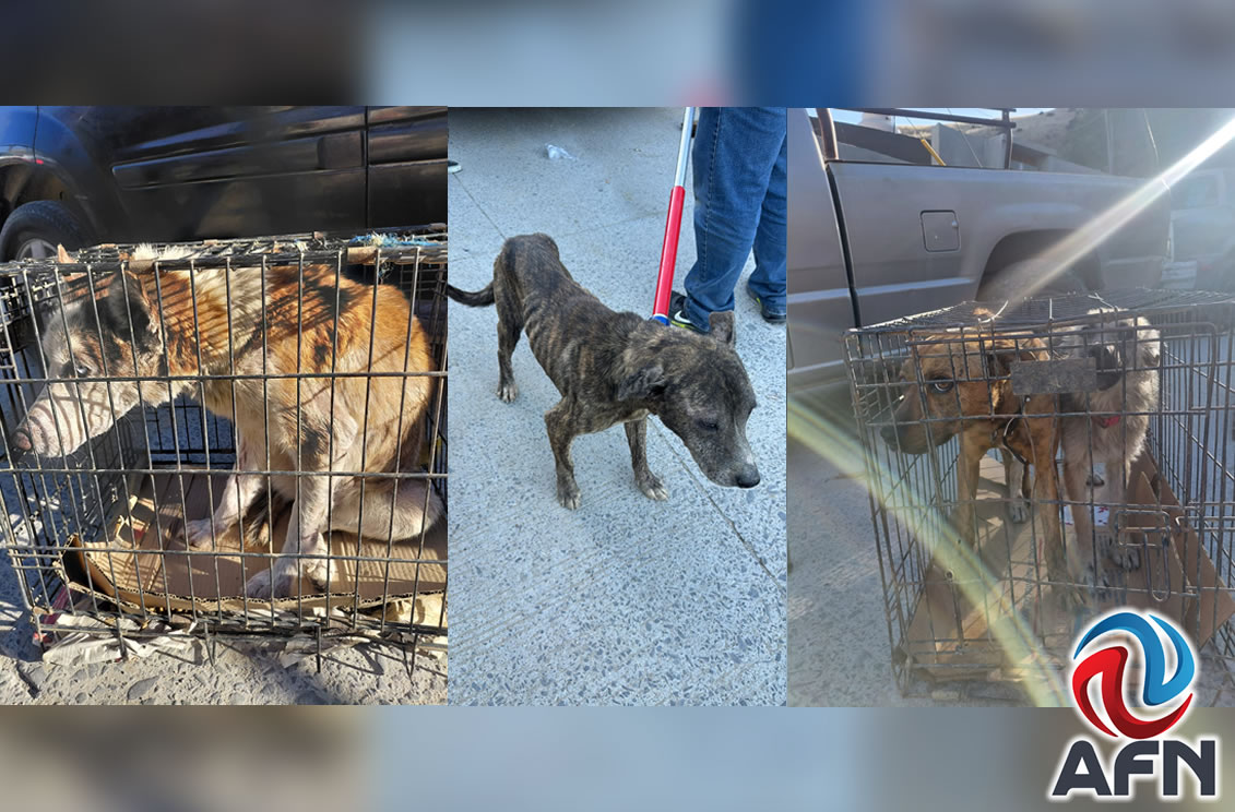 Hallan a 15 perros maltratados en cateo de vivienda