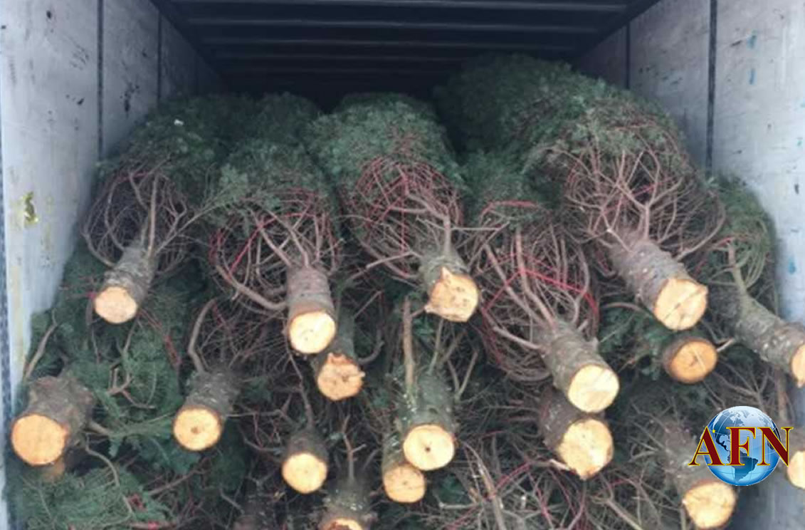 Casi 5 mil pinos devueltos por plaga