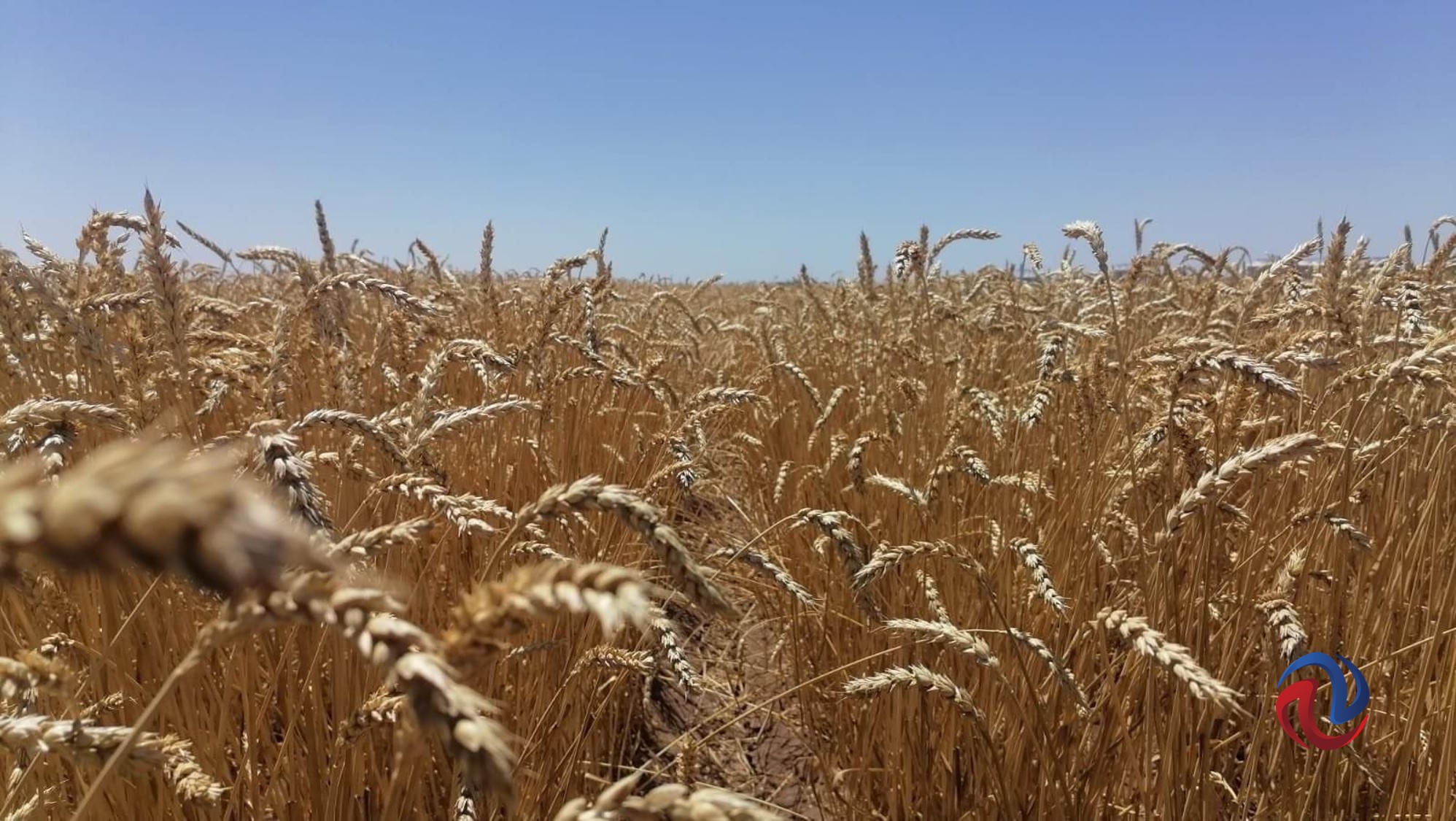 Escasez de trigo en el mundo beneficia a productores sonorenses